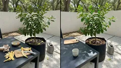 Bury banana peels to help your lemon tree fruit more consistently